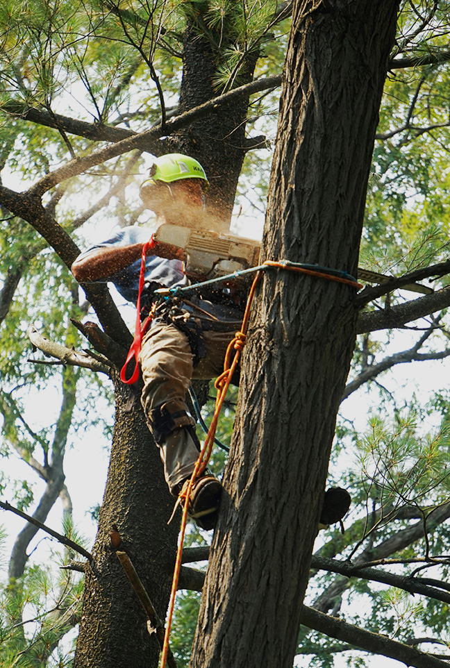 Élagage professionnel